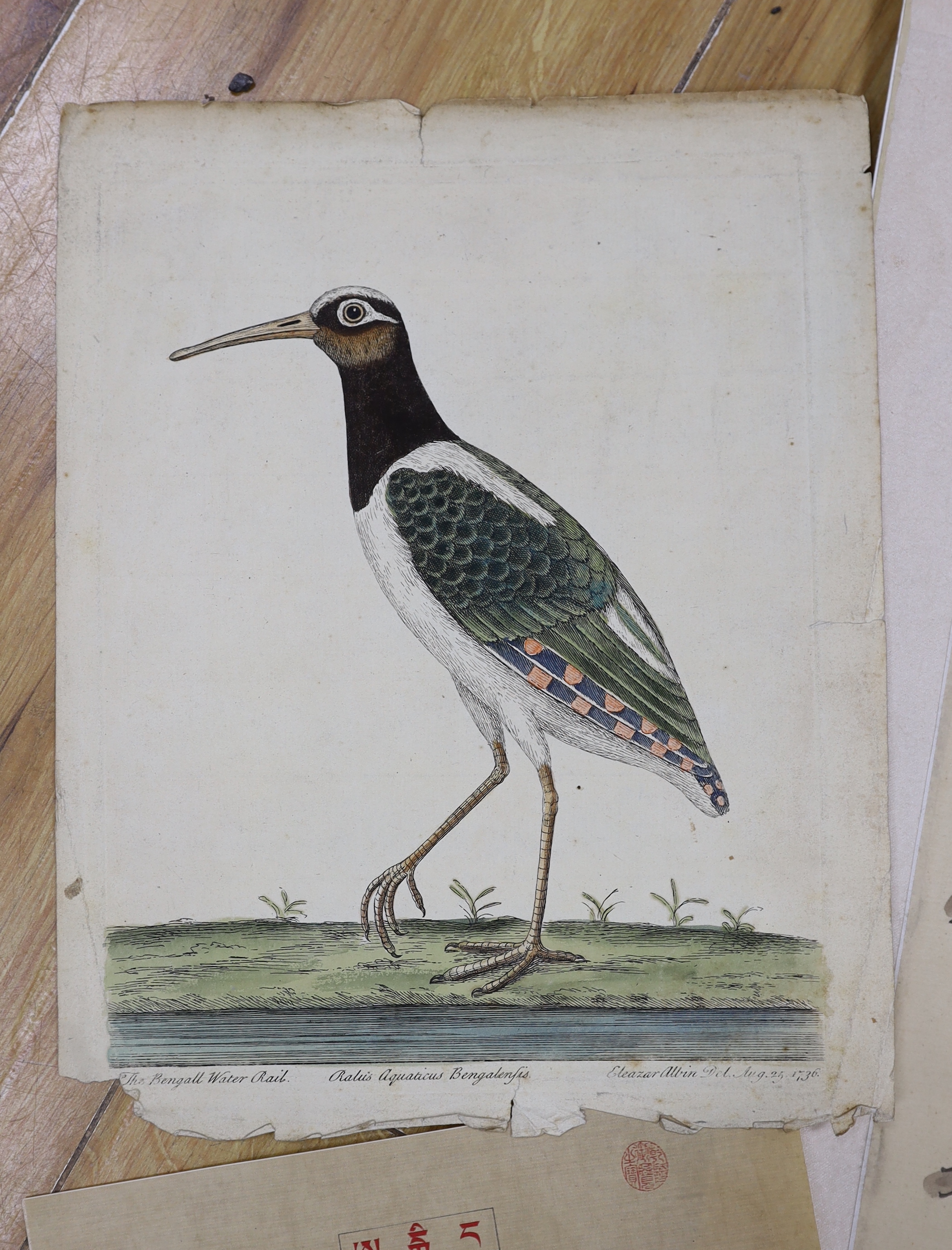 A group of unframed Chinese and Indian paintings and prints, including the Bengall Water Rail, flowers and figures, largest 49 x 40cm